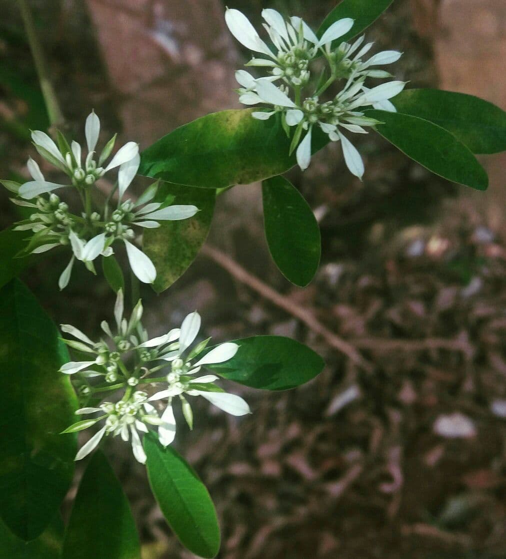 Suenia Kassia De Sousa Fernandes